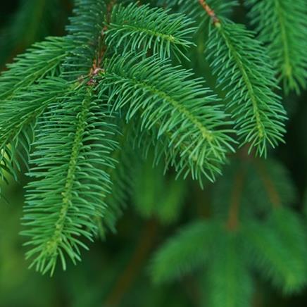 Natural active Scots Pine